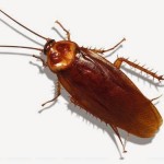 Kalorifer Böceği Nasıl Temizlenir?