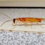 Kalorifer Böceği Nasıl Öldürülür