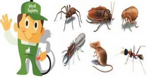 Sağlık Bakanlığı Onaylı Böcek İlaçlama