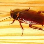 Evde Hamam Böceği Nasıl Yok Edilir